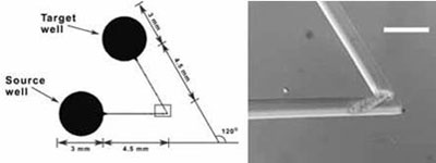 IMG: protozoa in bent microchannel